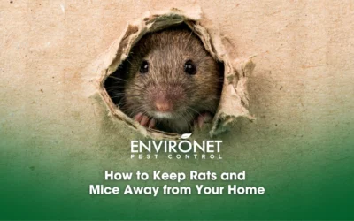 How to Keep Rats and Mice Away from Your Home