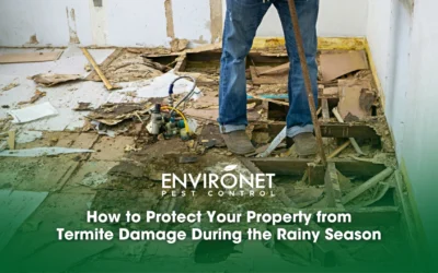 How to Protect Your Home from Termite Damage During the Rainy Season