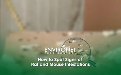 How to Spot Signs of Rat and Mouse Infestations