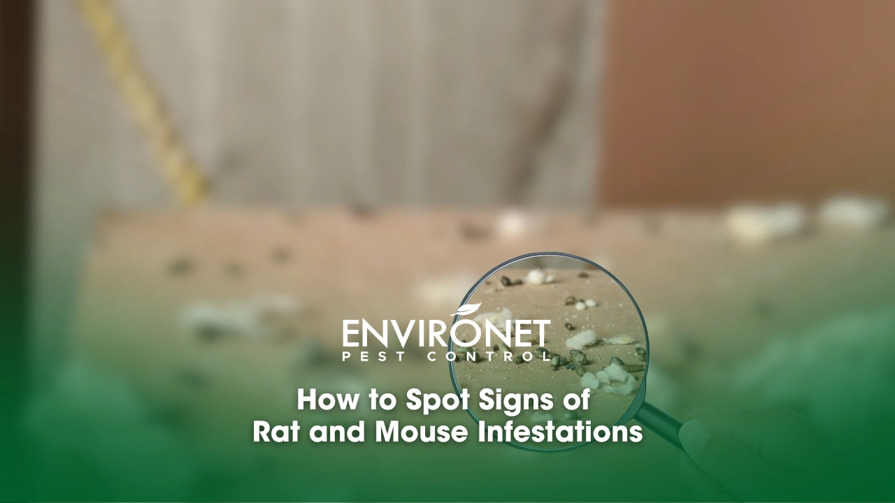 How to Spot Signs of Rat and Mouse Infestations mice droppings