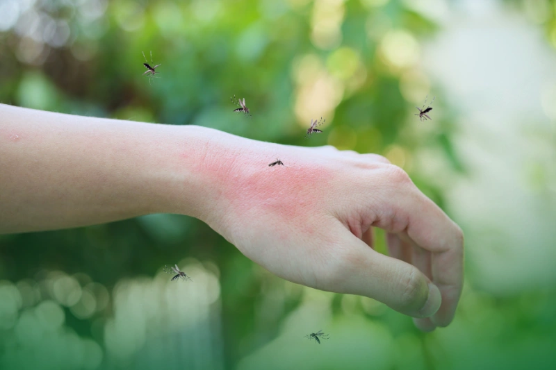 Mosquitoes a hand with mosquitoes on it for Your Ultimate Guide to Pest Control Services for Common Household Pests