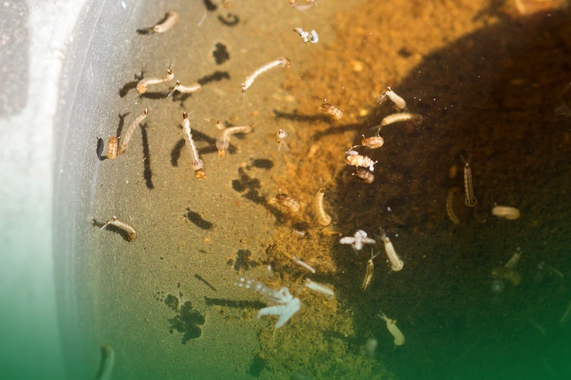 Mosquitoes Breed in Standing Water mosquito larvae in dirty, standing water