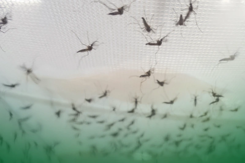 Mosquitoes Have a Short Lifespan many aedes aegypti mosquitoes on a white net