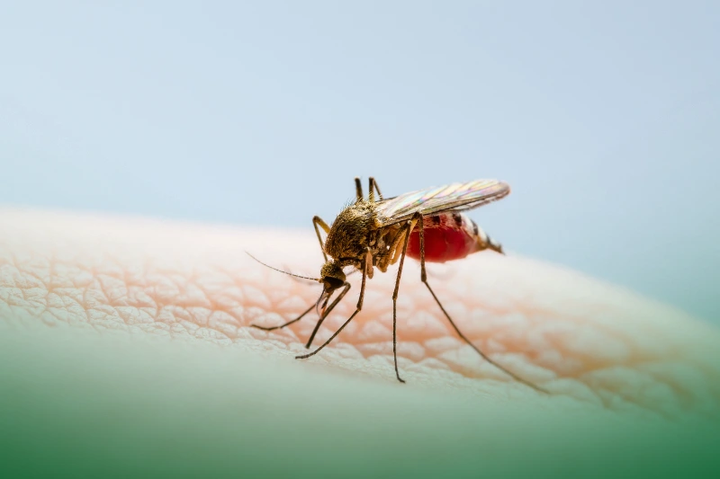 Mosquitoes are the Deadliest Insects Zika-infested mosquito feeding human blood