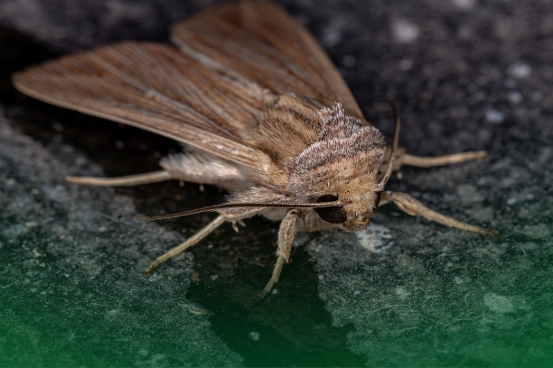 Moths a close up of a moth for Your Ultimate Guide to Pest Control Services for Common Household Pests