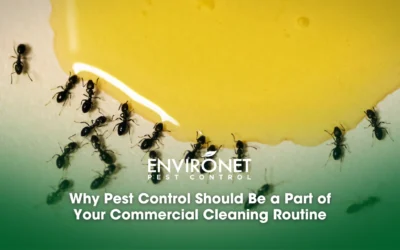 Natural Ways on How to Get Rid of Ants