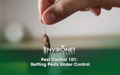Pest Control 101: Getting Pests Under Control
