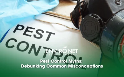 Pest Control Myths: Debunking Common Misconceptions