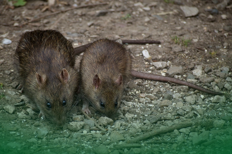 Rats two rats on the ground for Your Ultimate Guide to Pest Control Services for Common Household Pests