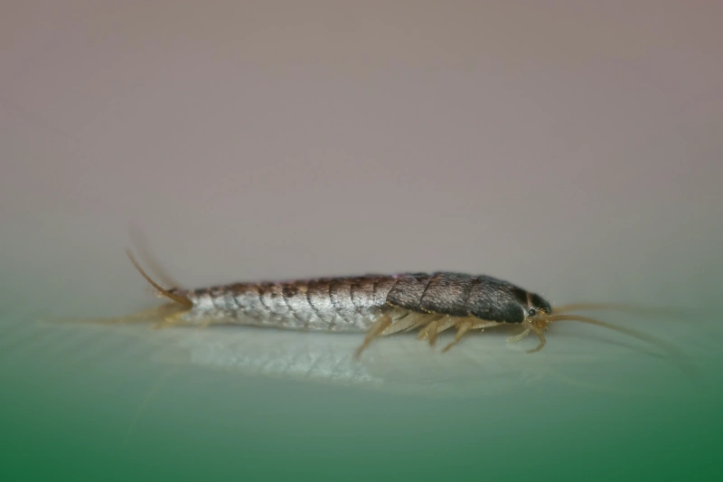 Silverfish a close up of a silverfish for Your Ultimate Guide to Pest Control Services for Common Household Pests