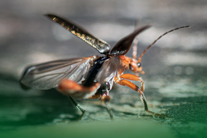 Speed and Agility a cockroach set to fly