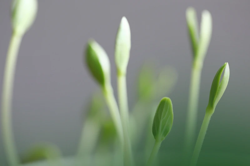 Sprouts sprouts