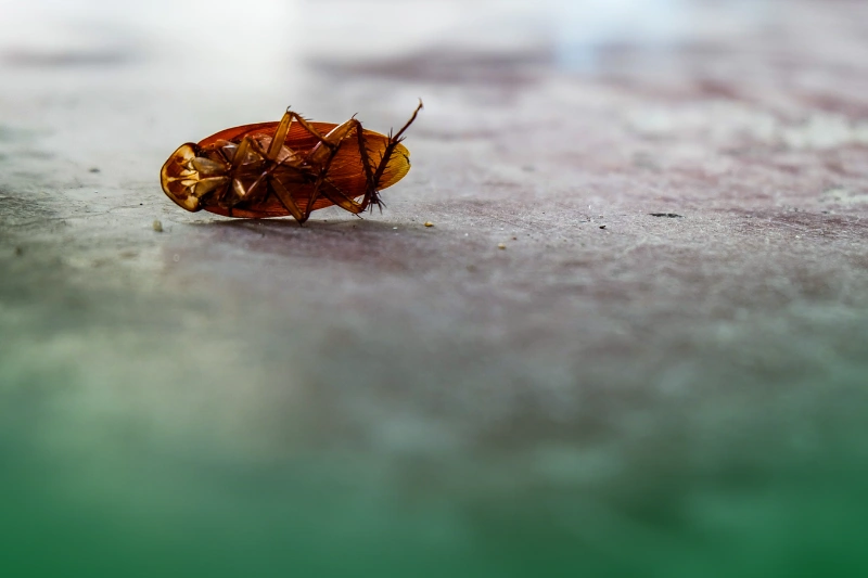 Survival without a Head and Food headless cockroach for cockroach facts