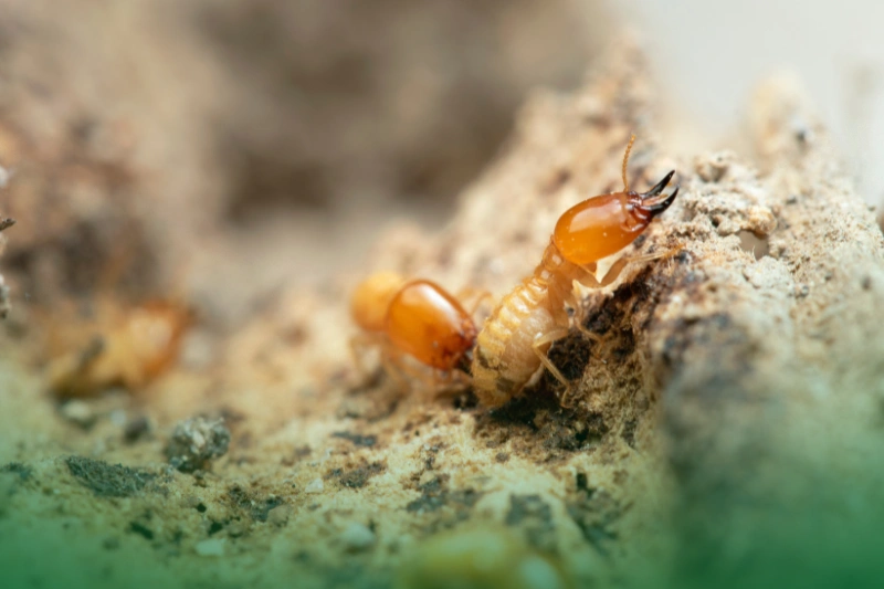 Termites a close up of termites for Your Ultimate Guide to Pest Control Services for Common Household Pests