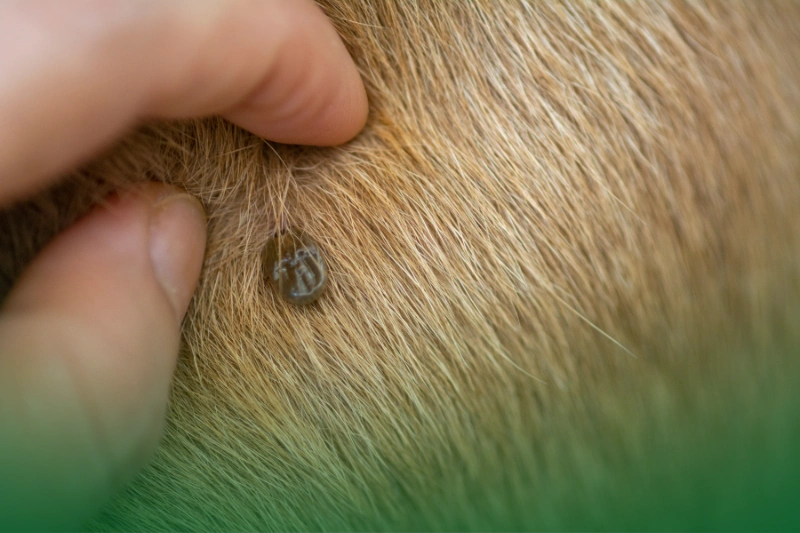 Ticks and Fleas a person touching a tick on a brown dog fur for Your Ultimate Guide to Pest Control Services for Common Household Pests