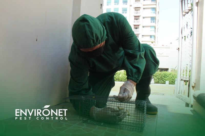 Trapping a pest control technician setting up traps for rats and mice to eliminate pest infestations - Why Pest Control Should Be a Part of Your Commercial Cleaning Routine