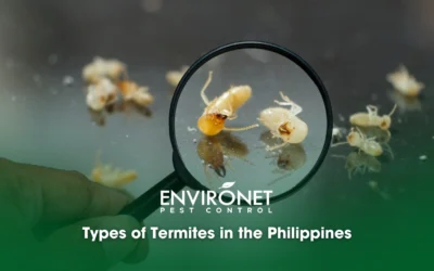 Types of Termites in the Philippines