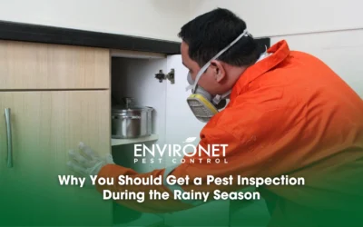 Why You Should Get a Pest Inspection During the Rainy Season
