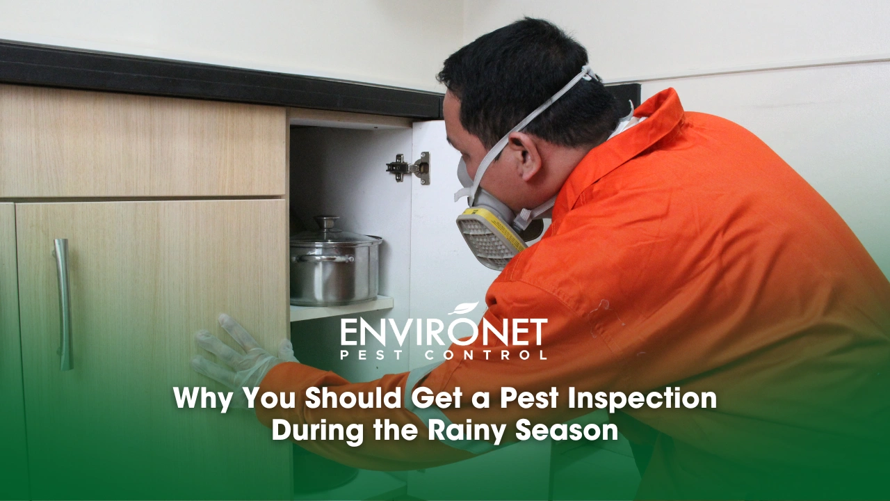 Why You Should Get a Pest Inspection During the Rainy Season a pest control technician doing regular inspections