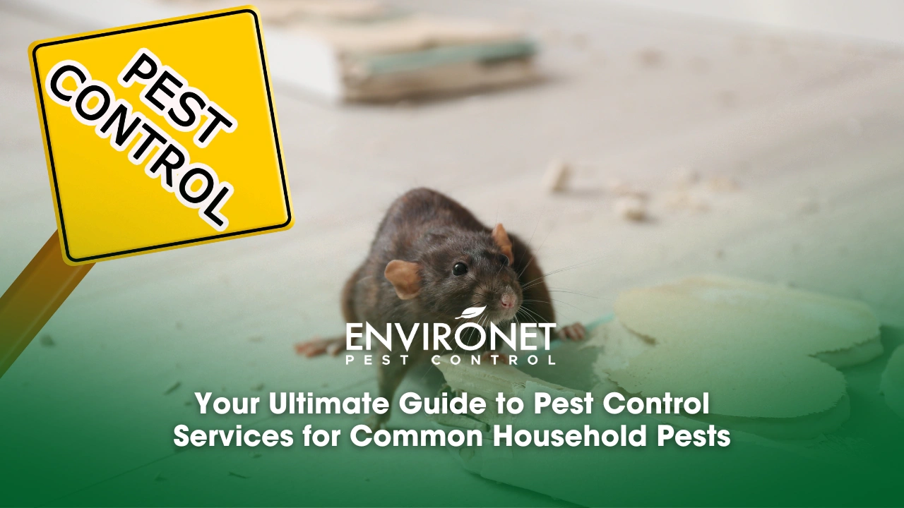 Your Ultimate Guide to Pest Control Services for Common Household Pests a rat near a broken box for Your Ultimate Guide to Pest Control Services for Common Household Pests