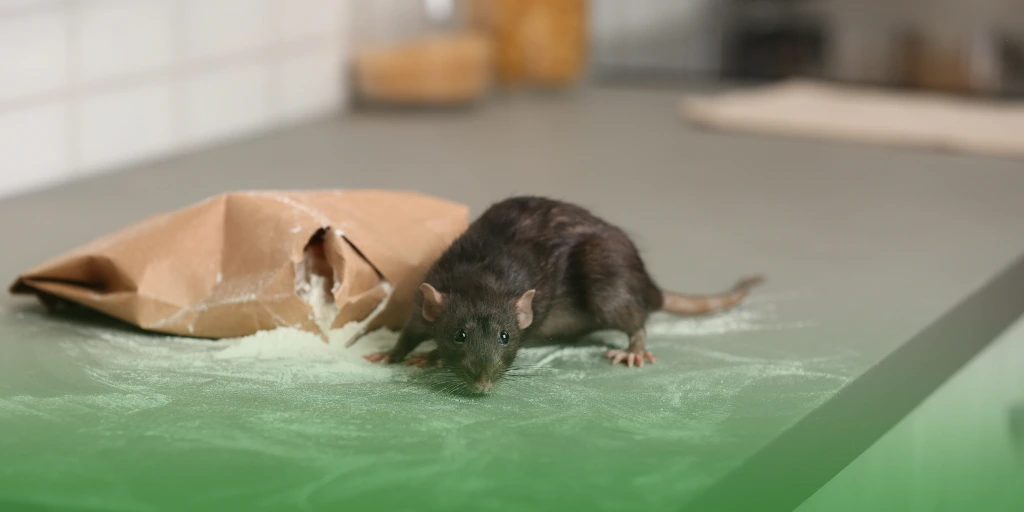 destroyed stocks due to rat a rat eating a flour for Pest Control Treatment Costs in the Philippines
