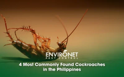 A Short Guide About the 4 Most Commonly Found Cockroaches in the Philippines