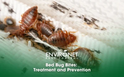 Understanding Bed Bug Bites: Treatment and Prevention