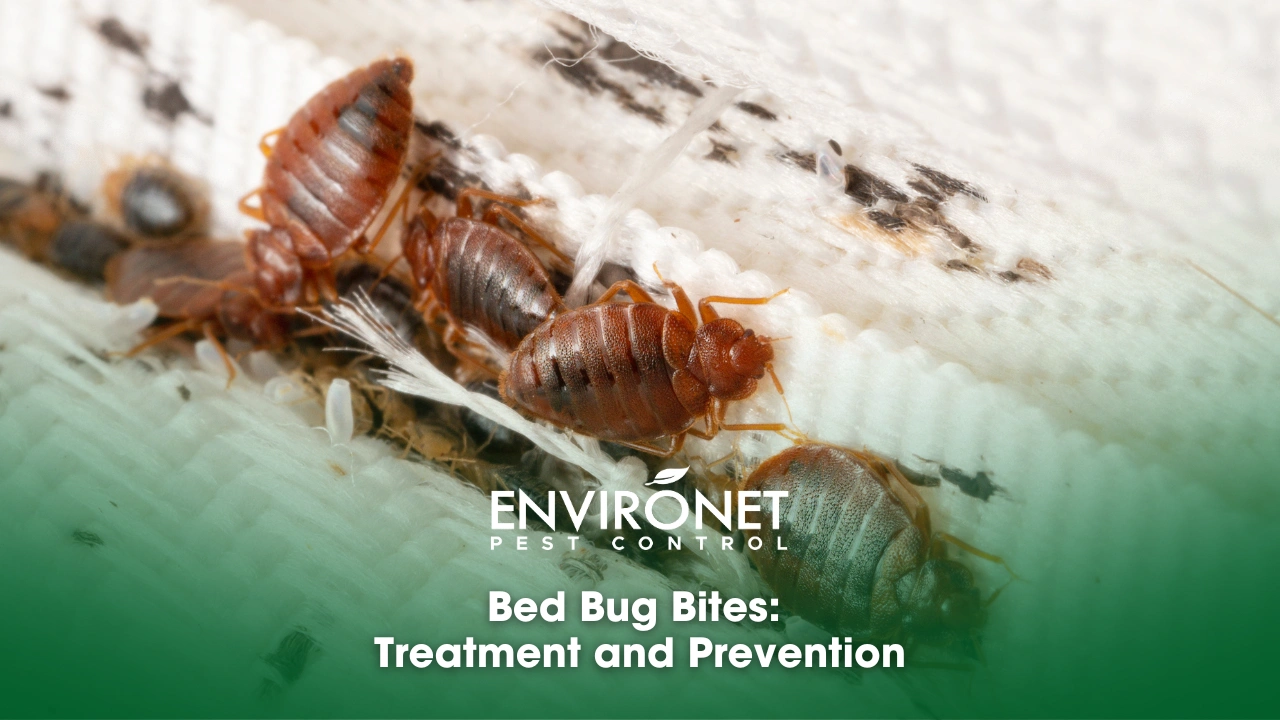 Bed Bug Bites Treatment and Prevention Bedbugs colony on the matress cloth macro. Disgusting blood-sucking insects. Adult insects, larvae and eggs. Traces of vital activity of the insects.