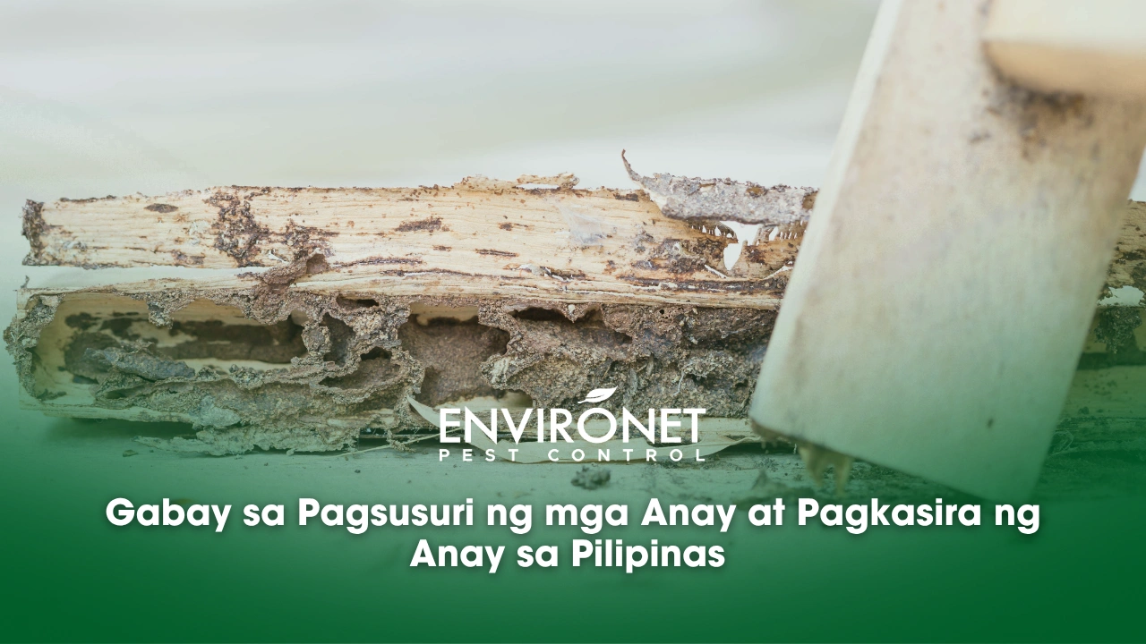 Gabay sa Pagsusuri ng mga Anay at Pagkasira ng Anay sa Pilipinas wooden damage due to termites_anay problems