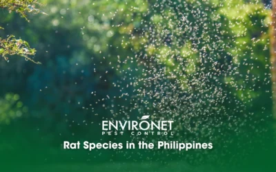 Most Common Summer Pests