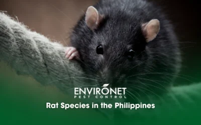 Rat Species in the Philippines