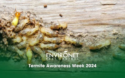 Termite Awareness Week 2024