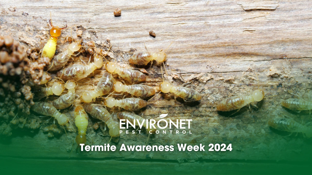 Termite Awareness Week 2024 closeup worker and soldier termites (Globitermes Sulphureus) on wood structure
