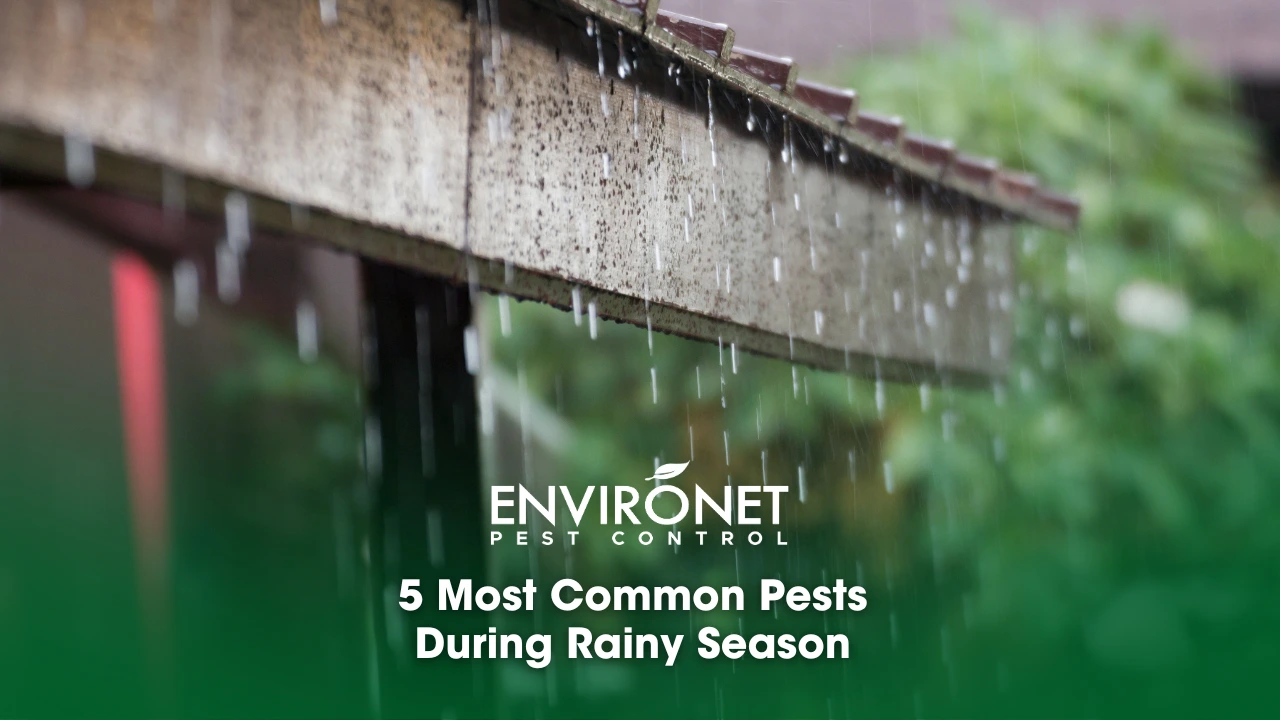 5 Most Common Pests During Rainy Season_ active pests during rainy season