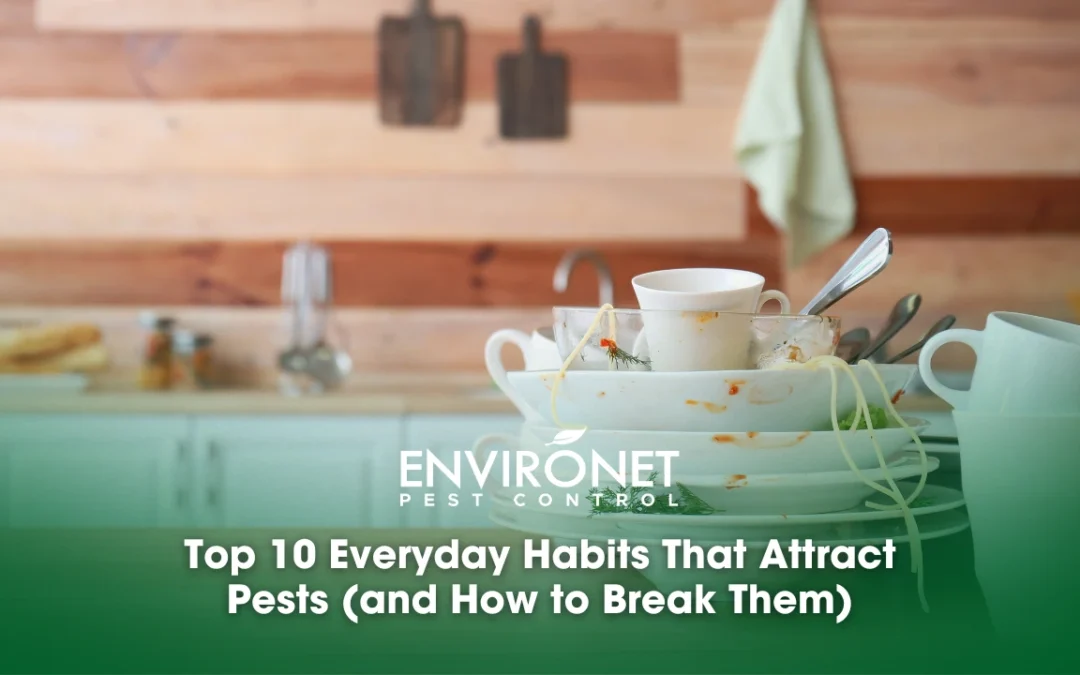 Top 10 Everyday Habits That Attract Pests (and How to Break Them)