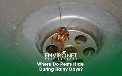 Where Do Pests Hide During Rainy Days?