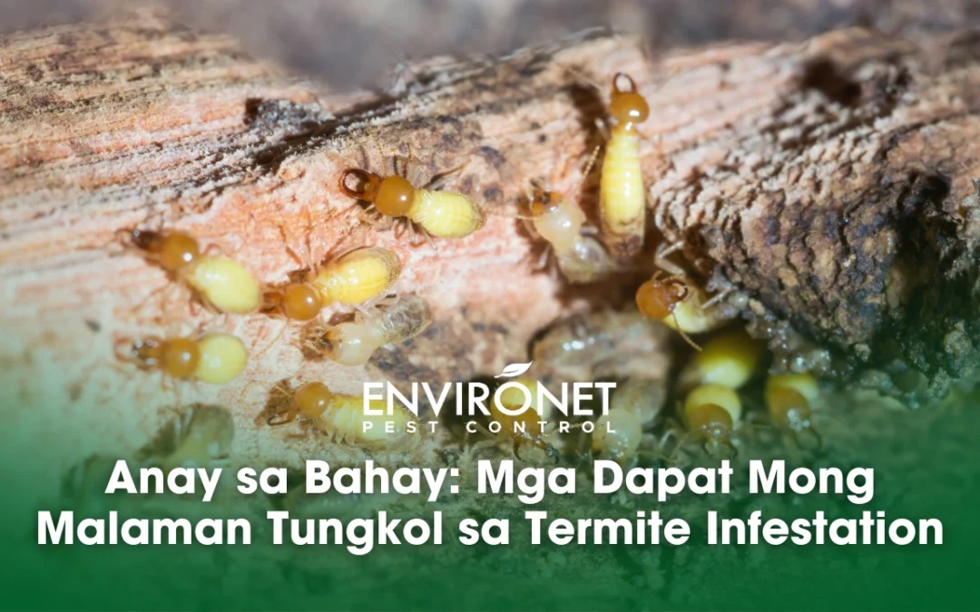 Anay sa Bahay: Mga Dapat Mong Malaman Tungkol sa Termite Infestation