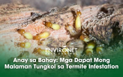 Anay sa Bahay: Mga Dapat Mong Malaman Tungkol sa Termite Infestation