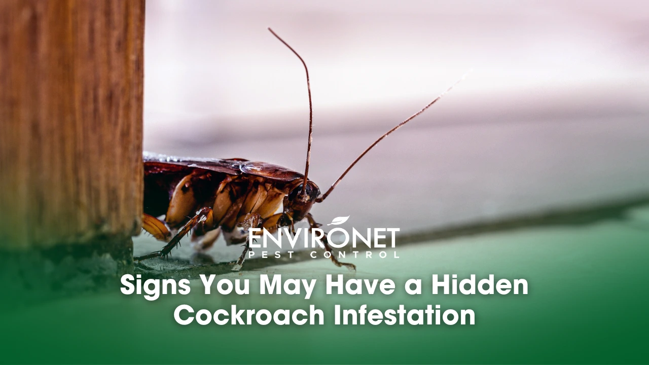 Signs You May Have a Hidden Cockroach Infestation_ a cockroach secretly crawling inside