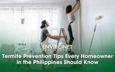 Termite Prevention Tips Every Homeowner in the Philippines Should Know