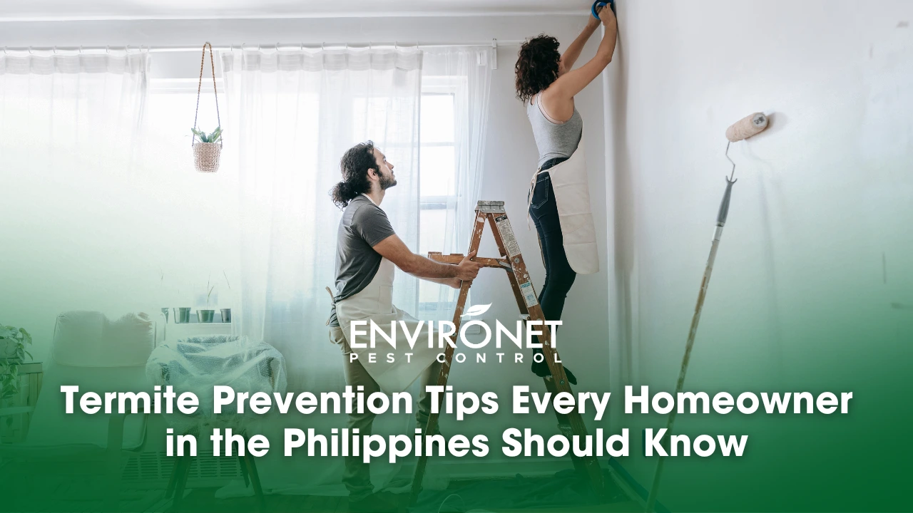 Termite Prevention Tips Every Homeowner in the Philippines Should Know termite prevention tips for homeowners