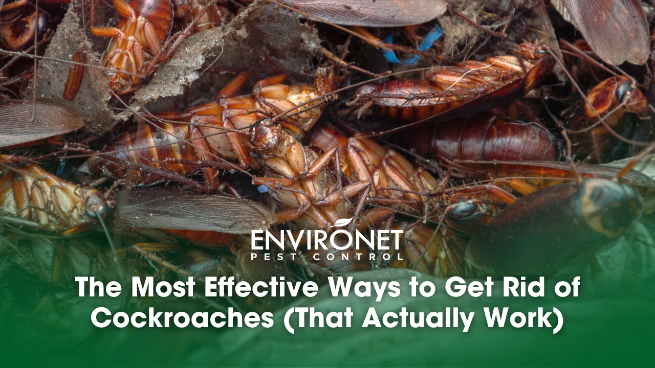 The Most Effective Ways to Get Rid of Cockroaches (That Actually Work) dead cockroaches
