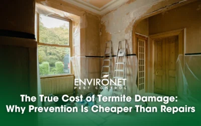 The True Cost of Termite Damage: Why Prevention Is Cheaper Than Repairs