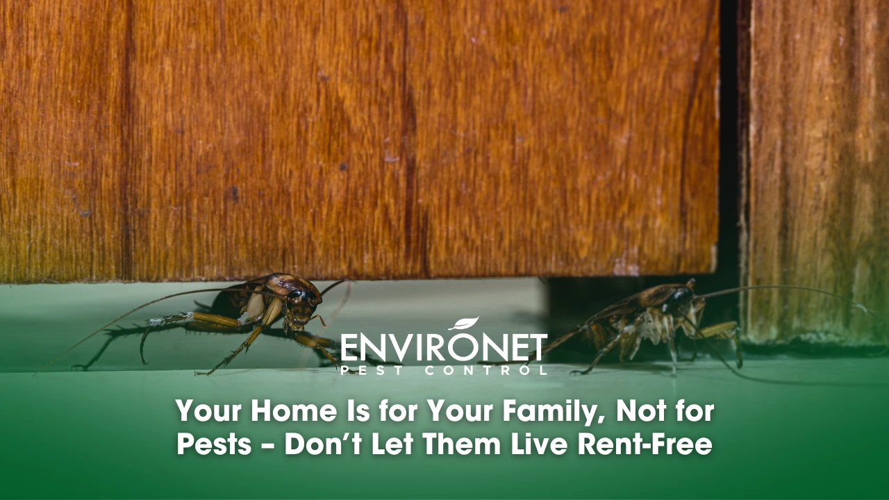An infested scene  highlighting the importance of keeping homes pest-free for a healthy environment.